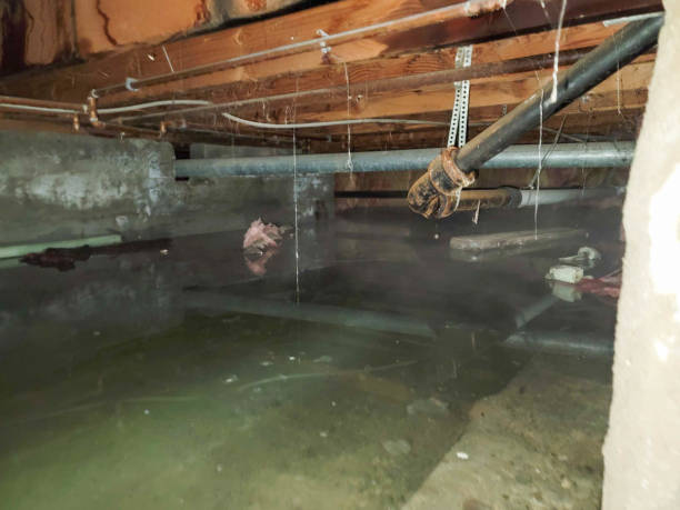 Best Local water damage restoration  in Fosston, MN